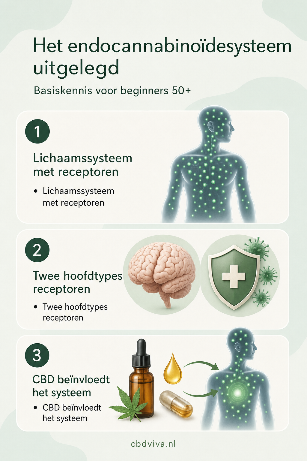 Endocannabinoïdesysteem in drie stappen — verfijnde editorial-stijl, 2:3 ratio