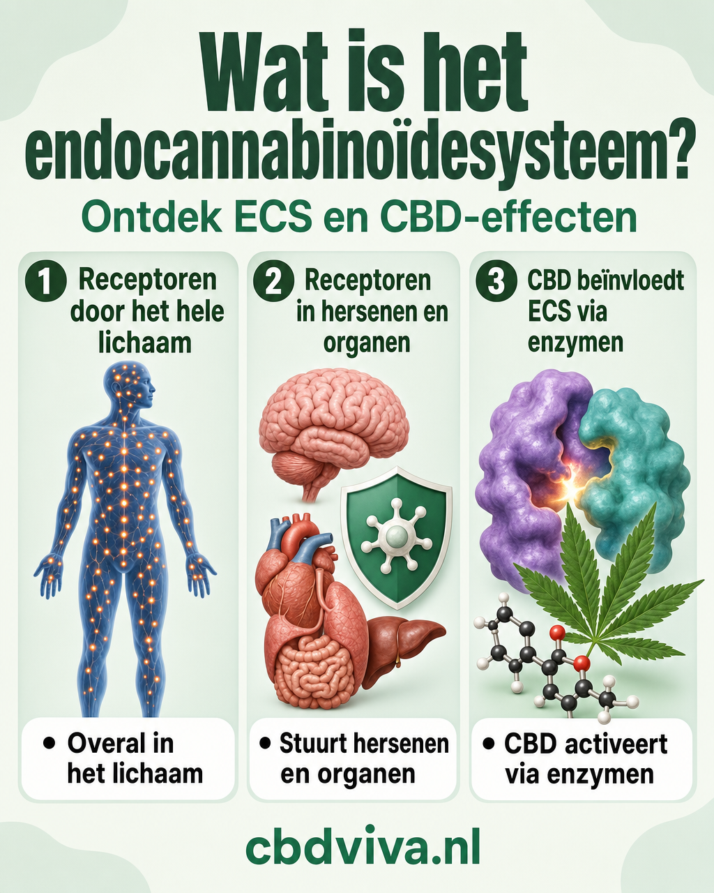 Schematische uitleg van het endocannabinoïdesysteem in drie stappen — EN-strict variant
