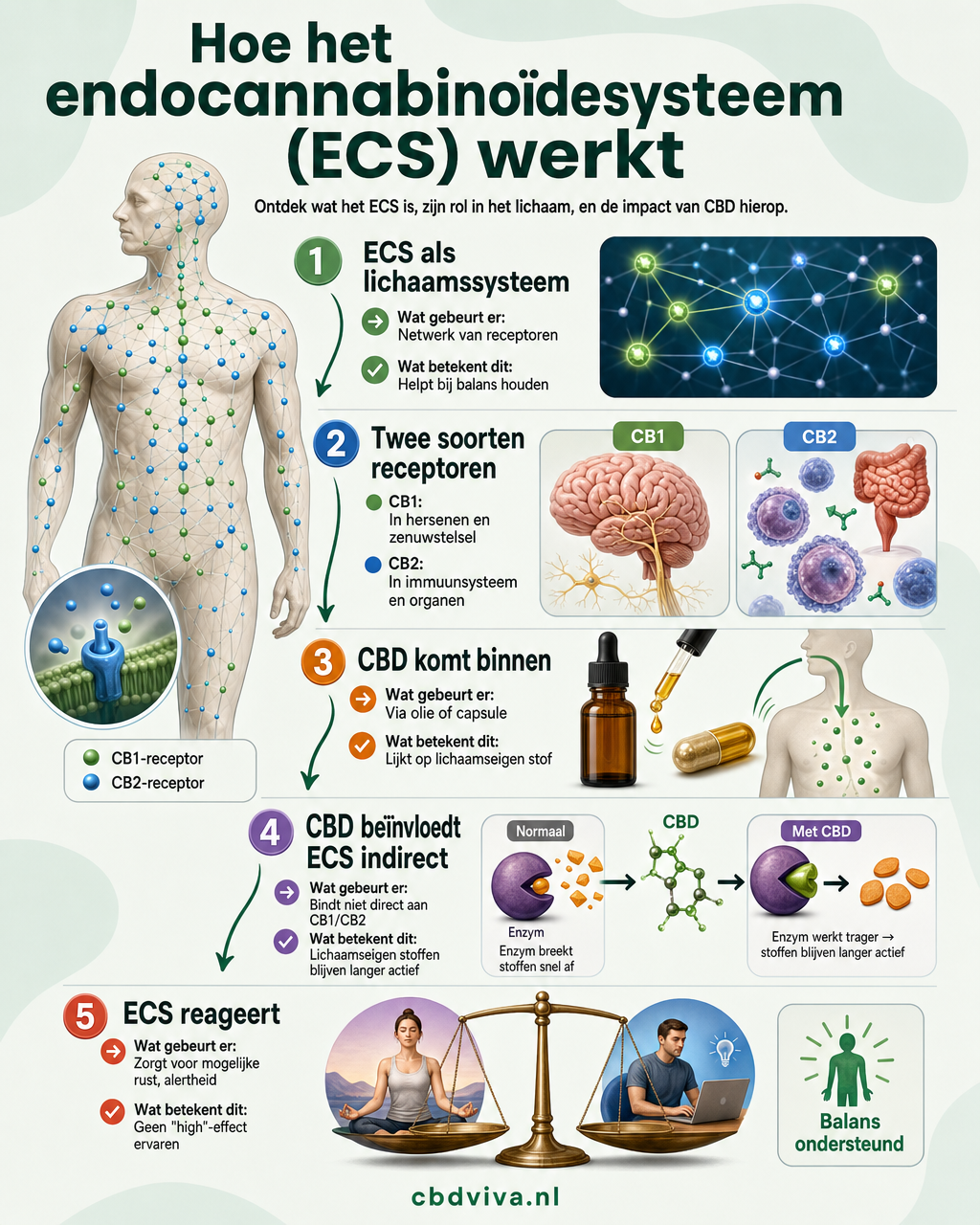 Schematische uitleg van het endocannabinoïdesysteem in vijf stappen — NL-strict variant